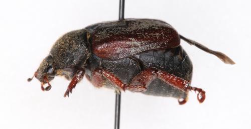 Réf. 293 265 : Hoplia sp.